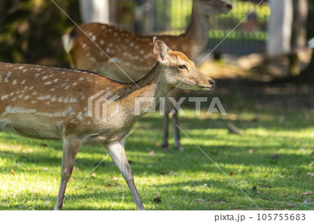 奈良公園　飛火野　群れで移動する鹿 105755683