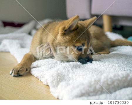 Portrait of cute Shiba Inu small dog puppy. Dogecoin. Red-haired Japanese dog smile portrait Portrait of cute Shiba Inu small dog puppy. Dogecoin. Red-haired Japanese dog smile portrait 105756380