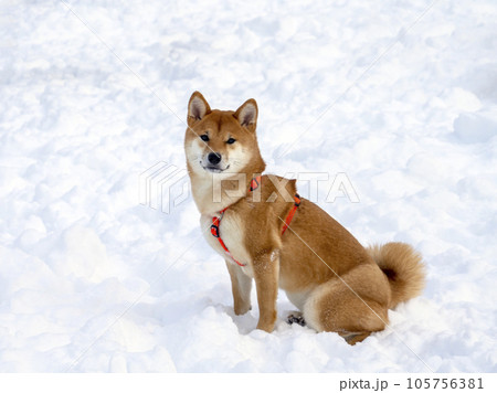 Japanese red coat dog is in winter forest. Portrait of beautiful Shiba inu playing on the snow Japanese red coat dog is in winter forest. Portrait of beautiful Shiba inu playing on the snow 105756381