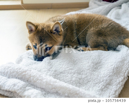 Portrait of cute Shiba Inu small dog puppy. Dogecoin. Red-haired Japanese dog smile portrait 105756439