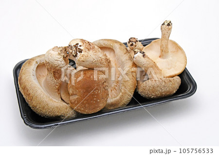 生椎茸（八色しいたけ） 105756533