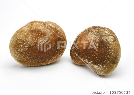 生椎茸（八色しいたけ） 105756534