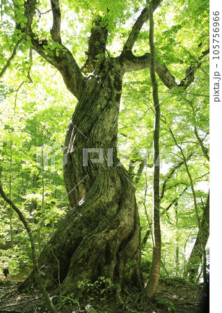 ミズナラの巨木　踊る木？ 105756966