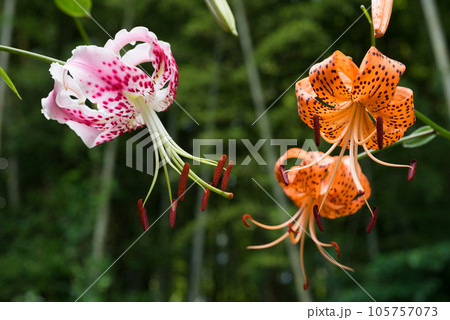 カノコユリとオニユリの花 105757073