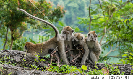 シンガポールの国立公園に住んでいるカニクイザルの家族 105757391