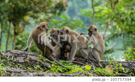 シンガポールの国立公園に住んでいるカニクイザルの家族 シンガポールの国立公園に住んでいるカニクイザルの家族 105757394