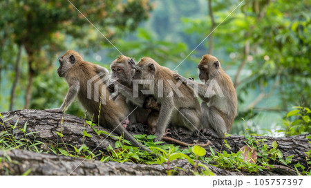 シンガポールの国立公園に住んでいるカニクイザルの家族 シンガポールの国立公園に住んでいるカニクイザルの家族 105757397