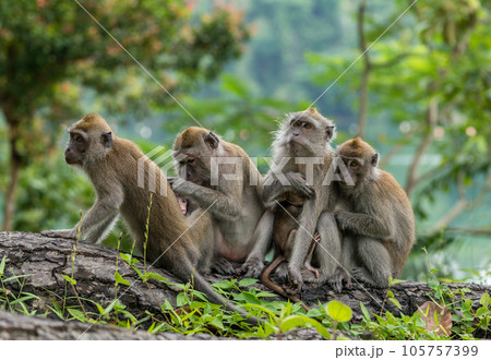 シンガポールの国立公園に住んでいるカニクイザルの家族 105757399