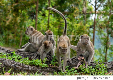 シンガポールの国立公園に住んでいるカニクイザルの家族 105757407