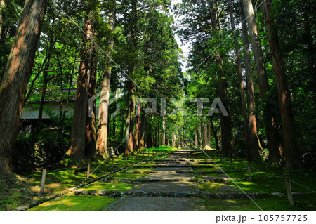 【福井県】平泉寺白山神社の参道 105757725