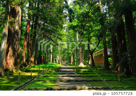 【福井県】平泉寺白山神社の参道 【福井県】平泉寺白山神社の参道 105757728