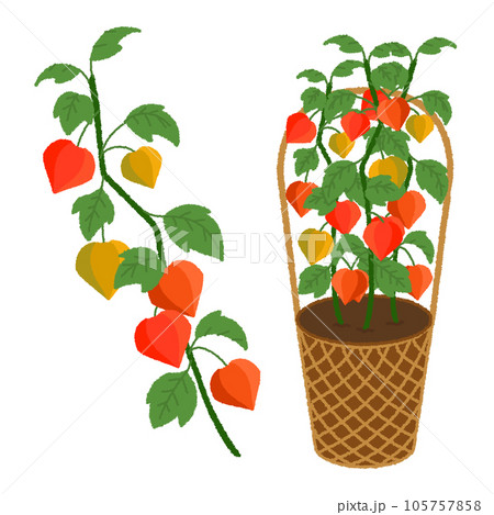 ほおずきのイラスト ほおずきのイラスト 105757858