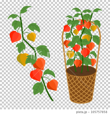 ほおずきのイラスト ほおずきのイラスト 105757858