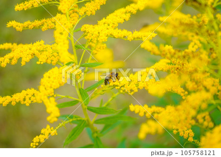 Allergy to pollen and plants. Detail of a honey bee pollinating yellow Ambrosia flowers with warm sunlight on a sumer day. Insects are working on ragweed flowers. Allergy to pollen and plants. Detail of a honey bee pollinating yellow Ambrosia flowers with warm sunlight on a sumer day. Insects are working on ragweed flowers. 105758121