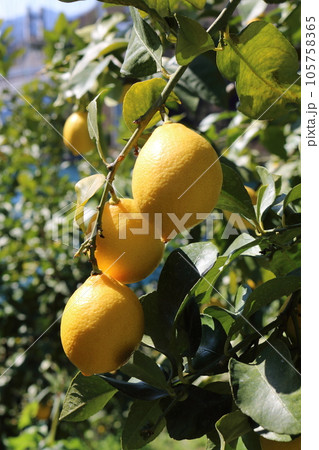 瀬戸内レモン 瀬戸内レモン 105758365