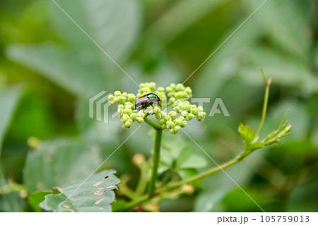 マメコガネ 105759013