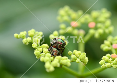 マメコガネ 105759019