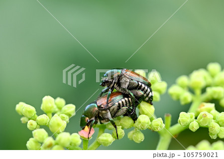 マメコガネ 105759021