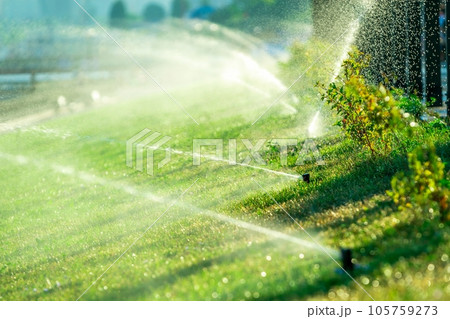 Watering Park grass automatic Sprinkler irrigation on sunrise or sunset.  Watering the lawn at dawn. The gushing of lawns at dawn 105759273
