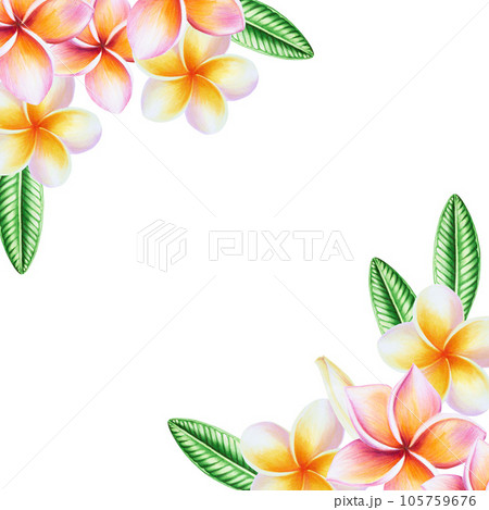 Watercolor frame with realistic tropical illustration of plumeria flowers with leaves isolated on white background. Beautiful botanical hand painted frangipani clip art. For designers, spa decoration, Watercolor frame with realistic tropical illustration of plumeria flowers with leaves isolated on white background. Beautiful botanical hand painted frangipani clip art. For designers, spa decoration, 105759676