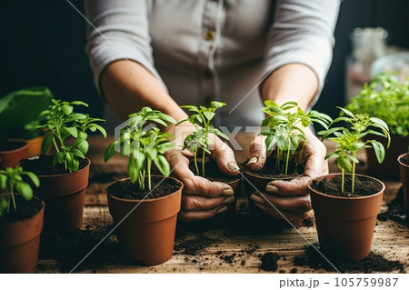Woman tends to and repots her houseplants at home 105759987