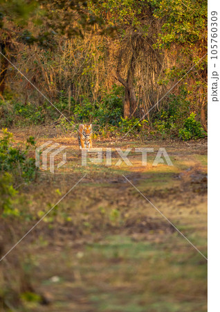 indian wild bengal male tiger or panthera tigris on territory stroll in natural green background forest feel in winter season safari dhikala zone of jim corbett national park reserve uttarakhand india indian wild bengal male tiger or panthera tigris on territory stroll in natural green background forest feel in winter season safari dhikala zone of jim corbett national park reserve uttarakhand india 105760309