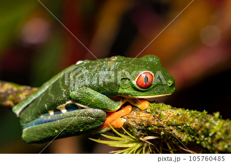 Red-eyed tree frog, Agalychnis callidryas, Cano Negro, Costa Rica wildlife Red-eyed tree frog, Agalychnis callidryas, Cano Negro, Costa Rica wildlife 105760485