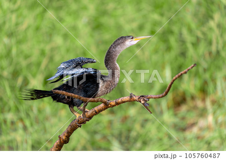 Snakebird, darter, American darter, or water turkey, Anhinga anhinga, Costa Rica 105760487