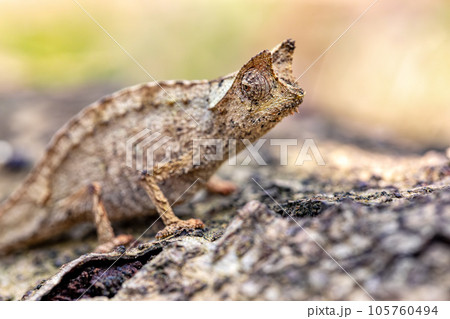 Perinet leaf chameleon, Brookesia theresieni, Reserve Peyrieras Madagascar Exotic. Madagascar wildlife 105760494