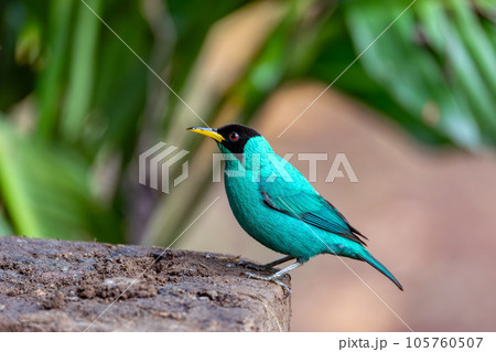 Green Honeycreeper - Chlorophanes spiza, Costa Rica Green Honeycreeper - Chlorophanes spiza, Costa Rica 105760507