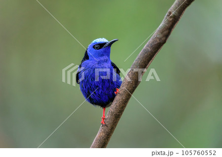 Red-legged honeycreeper, Cyanerpes cyaneus, La Fortuna, Costa Rica 105760552