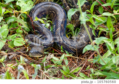 Malagasy Tree Boa, snake Sanzinia Madagascariensis, Analamazaotra National Park, Madagascar Malagasy Tree Boa, snake Sanzinia Madagascariensis, Analamazaotra National Park, Madagascar 105760560