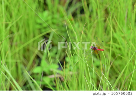 ハッチョウトンボ 105760602