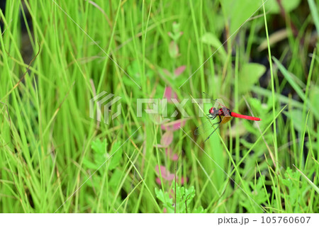 ハッチョウトンボ 105760607