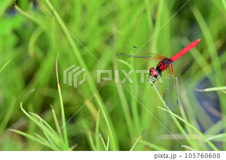ハッチョウトンボ ハッチョウトンボ 105760608