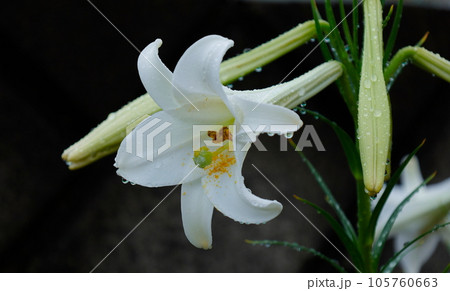 雨粒がついた満開のテッポウユリ 105760663