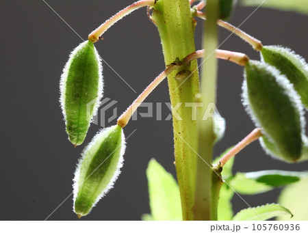 ホウセンカの実 105760936