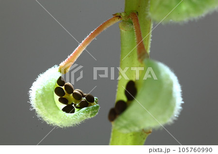 はじけるホウセンカの種 105760990