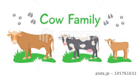 Cow, bull and calf standing on grass. Flat vector cartoon illustration. Isolated on white. Domestic farm cattle animals family, mature male and female with offspring. Full length, side view 105761632