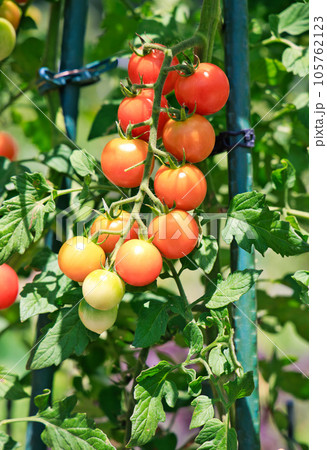 家庭菜園のミニトマト 105762123