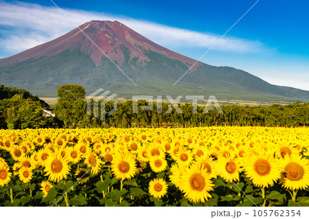 《山梨県》夏の富士山と満開のひまわり畑・花の都公園 《山梨県》夏の富士山と満開のひまわり畑・花の都公園 105762354