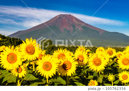 《山梨県》夏の富士山と満開のひまわり畑・花の都公園 《山梨県》夏の富士山と満開のひまわり畑・花の都公園 105762356