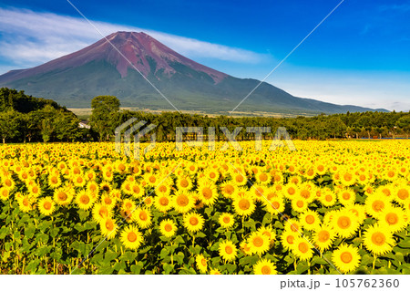 《山梨県》夏の富士山と満開のひまわり畑・花の都公園 105762360