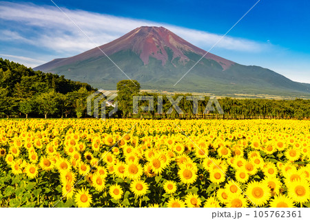 《山梨県》夏の富士山と満開のひまわり畑・花の都公園 105762361