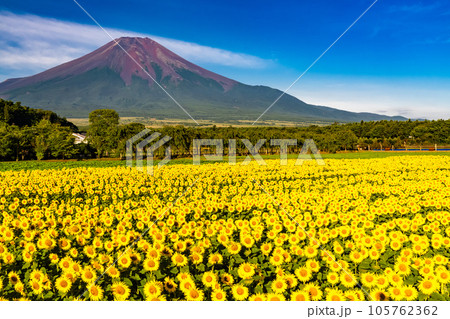《山梨県》夏の富士山と満開のひまわり畑・花の都公園 105762362