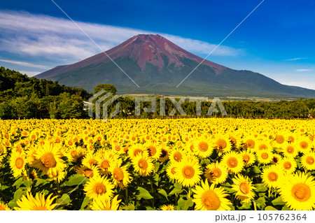 《山梨県》夏の富士山と満開のひまわり畑・花の都公園 105762364