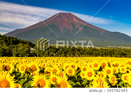 《山梨県》夏の富士山と満開のひまわり畑・花の都公園 105762365