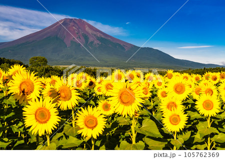 《山梨県》夏の富士山と満開のひまわり畑・花の都公園 《山梨県》夏の富士山と満開のひまわり畑・花の都公園 105762369