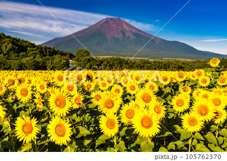 《山梨県》夏の富士山と満開のひまわり畑・花の都公園 《山梨県》夏の富士山と満開のひまわり畑・花の都公園 105762370