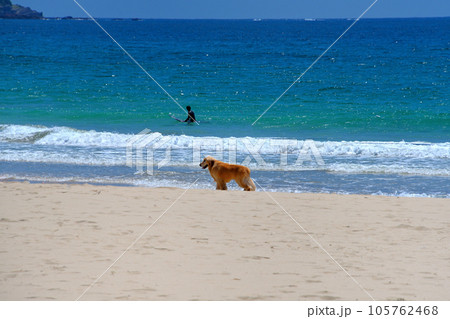 伊豆半島・南伊豆・入田浜、海外リゾートのような浜辺で犬を待たせてサーフィン・静岡県下田市 伊豆半島・南伊豆・入田浜、海外リゾートのような浜辺で犬を待たせてサーフィン・静岡県下田市 105762468